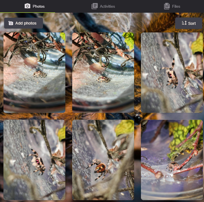 AlienKeeper photo timeline showing a jumping spider growing up