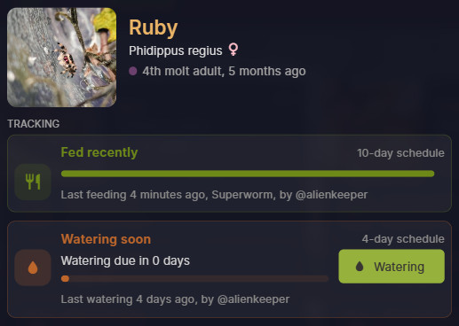 AlienKeeper jumping spider watering schedules