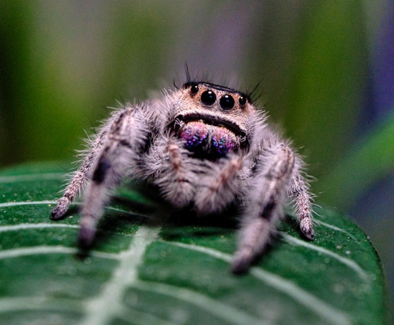 Phidippus regius (royal jumping spider) female kept and tracked in AlienKeeper