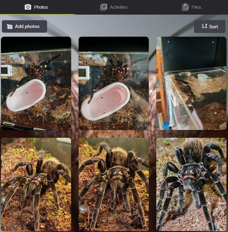 AlienKeeper photo timeline showing a tarantula growing up
