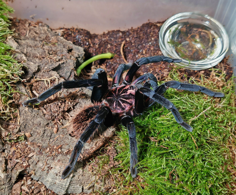 Female tarantula kept and tracked in AlienKeeper
